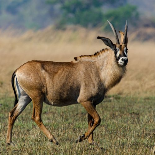 antilope
