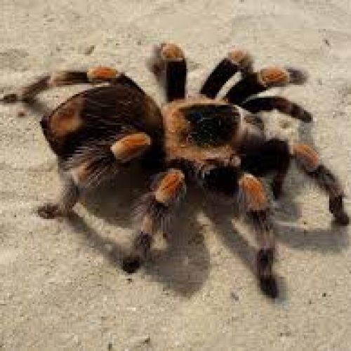 aranha