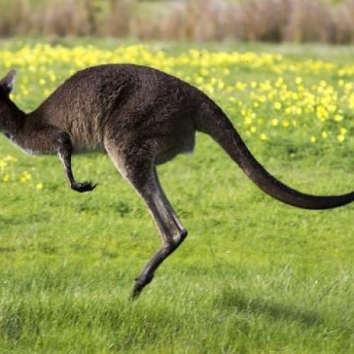 canguru