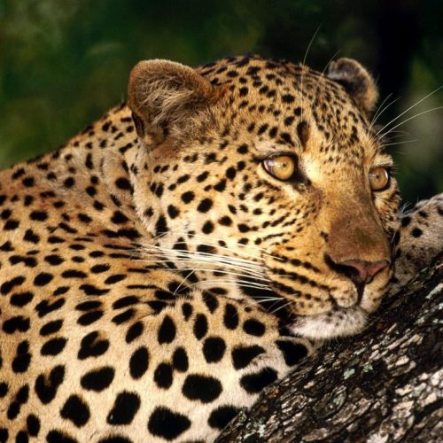 leopardo