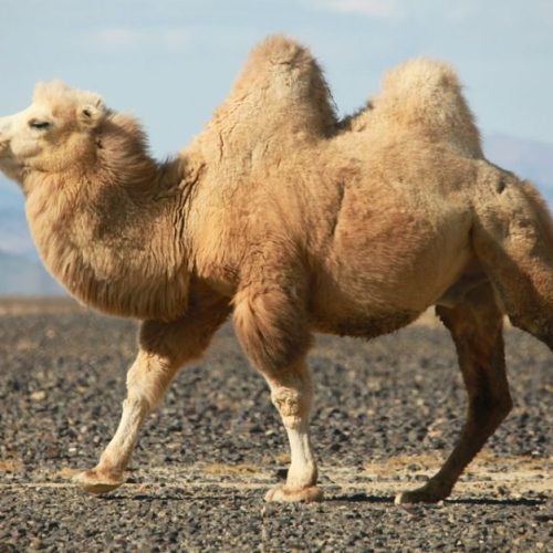 Dono do camelo também estava infectado