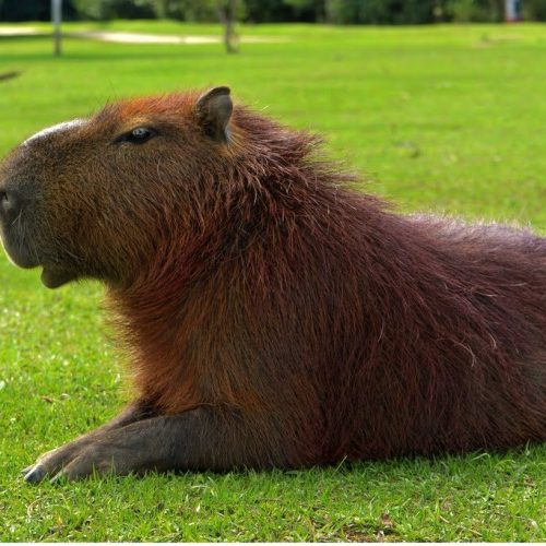 capivara