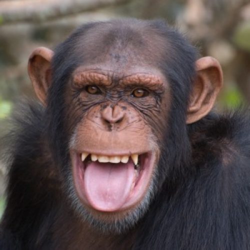 chimpanze