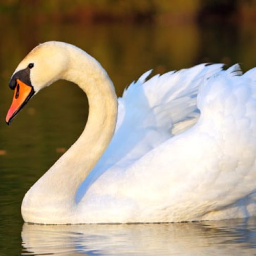 cisne