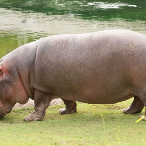 hipopotamo
