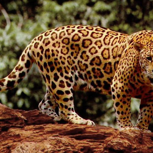 jaguar
