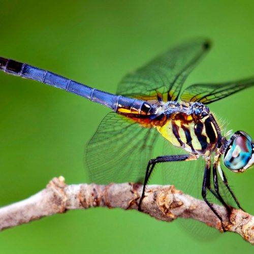 libelula