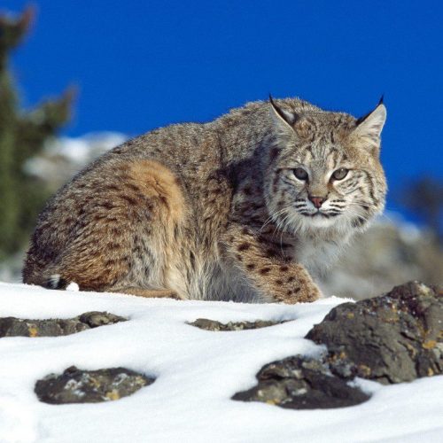 lince